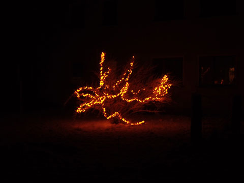Lichterstrauch vorm Haus